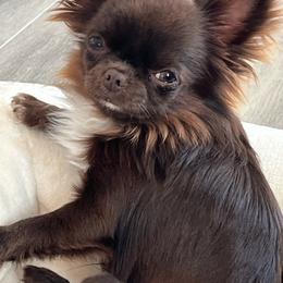 Biggie - Chihuahua