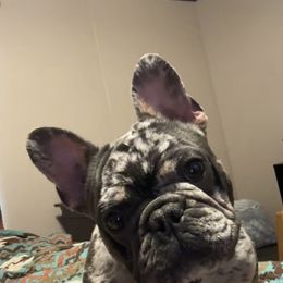 French Bulldogs from A Work Of Heart Frenchies