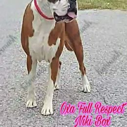 Dolly - Boxer