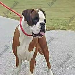 Dolly - Boxer