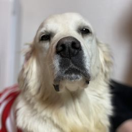 Sailor - Golden Retriever