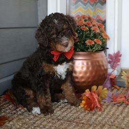 Caesar - Phantom male Bernedoodle puppy in Sioux Falls, South Dakota from Dolly's Doodles