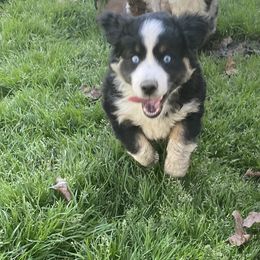 Miniature Australian Shepherd and Toy Australian Shepherd Puppies from Rye Hill Aussies