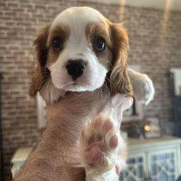 Cavalier King Charles Spaniels from Peachy Keen Cavaliers