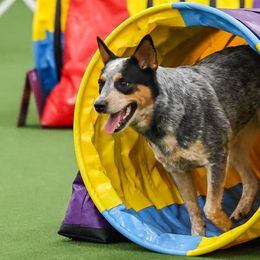 Rosie - Australian Cattle Dog