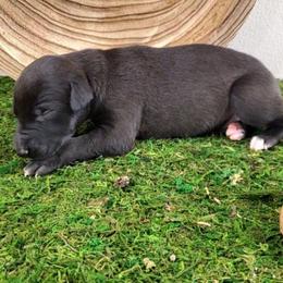 Banyan - Black male Whippet puppy in Davenport, Iowa from Whippety Split