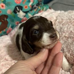 Larger pie gal - Chocolate and cream female Dachshund puppy in Mt. Pleasant, Texas from The Spotted Doxie