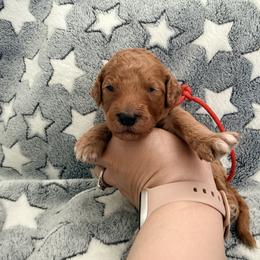 Vitani - Red Band Girl - Apricot female Poodle puppy in Plainfield, New Jersey from Caris Paws Poodles and Labradoodles