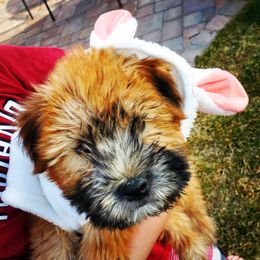 Soft Coated Wheaten Terrier Puppies from Wonderful Wheatens