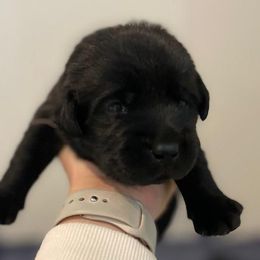 Girl-6 - Black Labrador Retriever puppy in Hutto, Texas from Texas Bluebonnet Labs