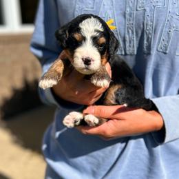 Remy - Tri-color female Bernedoodle puppy in Sugarcreek, Ohio from Cuddly Companion Doodles