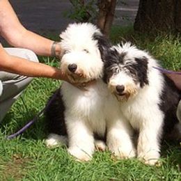 Old English Sheepdog Puppies from Bizzeeboots OES