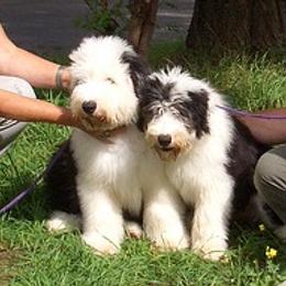 Old English Sheepdog Puppies from Bizzeeboots OES