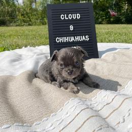 Chihuahua Puppies from Cloud9 Chihuahuas