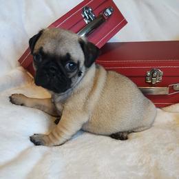 Levi - Fawn male Pug puppy in Blountsville, Alabama from Rock Springs Pugs
