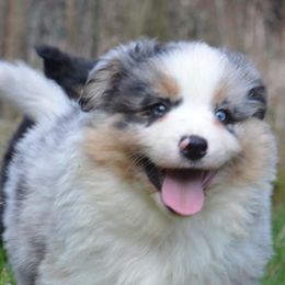 Assorted Doodle Crosses, Aussiedoodles, Australian Shepherds, and Miniature Australian Shepherds from North Lake Doodles