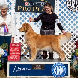 Haley - Golden Retriever