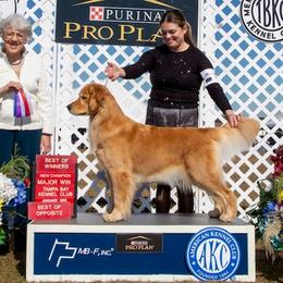 Haley - Golden Retriever