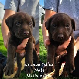 Orange Collar - Chocolate male Labrador Retriever puppy in Boyd, Minnesota from Lindley Labradors