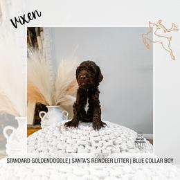 Vixon - Chocolate male Goldendoodle puppy in Montgomery, Texas from Dacus Doodles