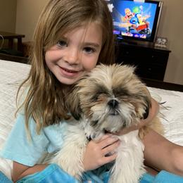 Shih Tzu Puppies from Willow Lane Shih Tzus