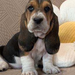 Dani - Black brown and white female Basset Hound puppy in Polson, Montana from BeautyBea's Flathead Lake Bassets