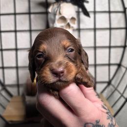 The Caterpillar - Alice in Wonderland Theme - Chocolate and tan male Dachshund puppy in Woodland, Washington from SJs Dachshunds