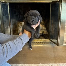 Orange collar male - Black male Boerboel puppy in Rockford, Illinois from Adoraboerboels