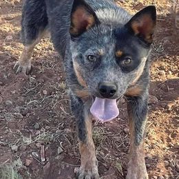 Ellie - Australian Cattle Dog