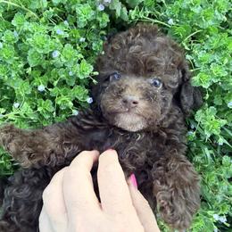 Stetson - with training - Brown male Poodle puppy in Boonville, North Carolina from Doods & Dolls