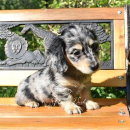 Dachshund Puppies from FleuryDachs