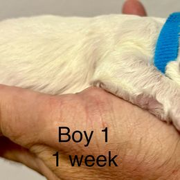 Bichon Frise Puppies from Sissy’s Heavenly Paws