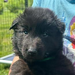 Kelp (Green) - Black male Belgian Sheepdog puppy in Franklin, West Virginia from Wildmour K9