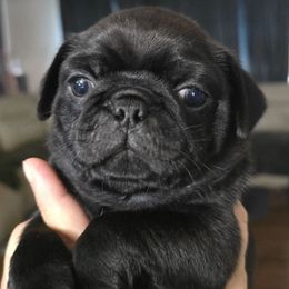 Midnight - Black male Pug puppy in Boiling Springs, South Carolina from Monsterpugs