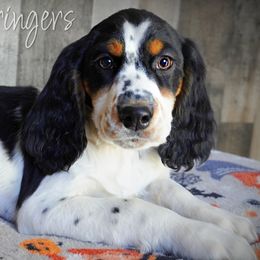 Boy 3 - Black white and tan male English Springer Spaniel puppy in Great Falls, Montana from Big Sky Springers