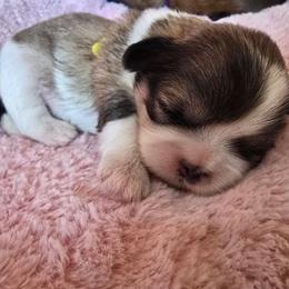 Girl 4 - Brindle and white female Shih Tzu puppy in Mountain Grove, Missouri from Precious Puppies