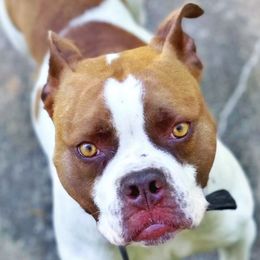 Jazzy - American Bulldog