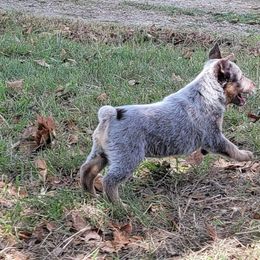 Australian Cattle Dog Puppies from Rising J Cattle Dogs