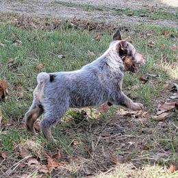Australian Cattle Dog Puppies from Rising J Cattle Dogs