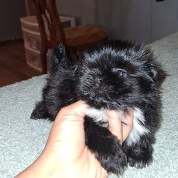 Girl 3 - Black gold and white female Shih Tzu puppy in Birmingham, Alabama from K&D kennels