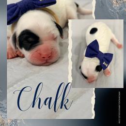 Chalk - Black and chalk male Australian Labradoodle puppy in Calhoun, Louisiana from Arrowhead Australian Labradoodles