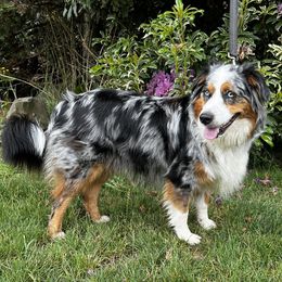 Ruby - Australian Shepherd