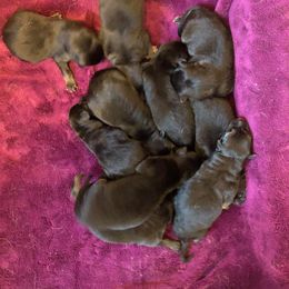 German Shepherd Puppies from Hacker Haus GSDs