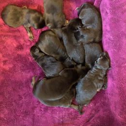 German Shepherd Puppies from Hacker Haus GSDs