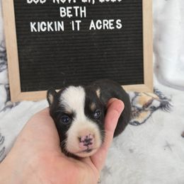 Beth - Black and tan female Pembroke Welsh Corgi puppy in Chariton, Iowa from Kickin It Acres BCs