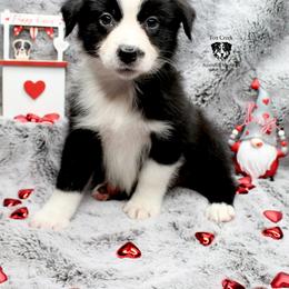 Jan - Black Australian Shepherd puppy in Honey Grove, Texas from Fox Creek