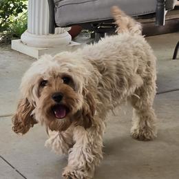Daisy - Cavapoo