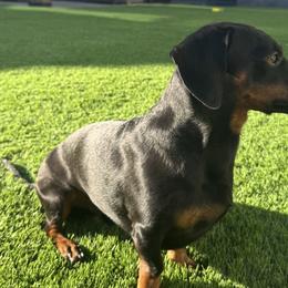 Dachshunds from The dachshunds