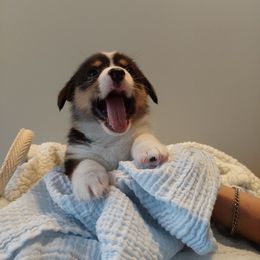 Pembroke Welsh Corgi Puppies from Patrick's Pembroke Welsh Corgis