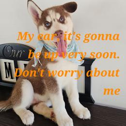 Maya - Brown and white female Siberian Husky puppy in Springfield, Massachusetts from 16acreshuskies
